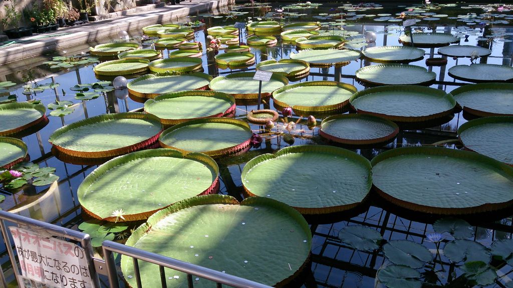 広島市植物公園 アクセス 営業時間 料金情報 じゃらんnet