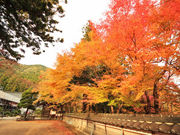 カナッペさんの長安寺（京都府福知山市）への投稿写真1
