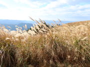 yosshyさんの生石高原（和歌山県有田川町）への投稿写真1