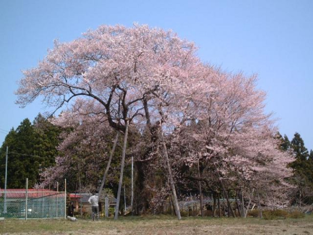 椎木の種蒔き桜