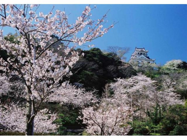 【千葉】[館山市]城山公園の桜[2019/02/上旬-04/下旬] 	->画像>2枚 