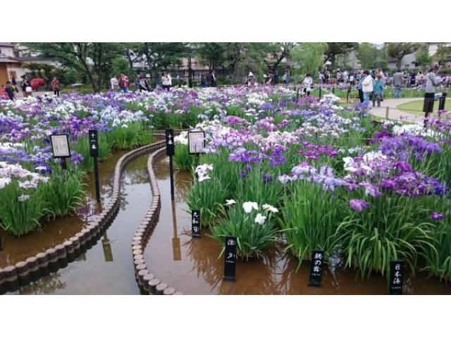 水元公園 堀切菖蒲園の花菖蒲 21年の葛飾菖蒲まつりは中止 花菖蒲の観賞はできます アクセス イベント情報 じゃらんnet