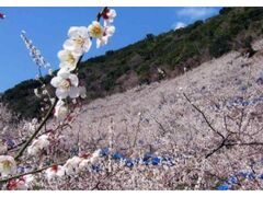 紀州石神田辺梅林　梅の花観賞の写真1