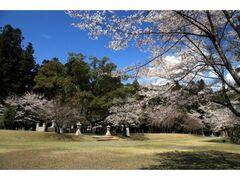 熊野本宮大社旧社地・大斎原の桜の写真1