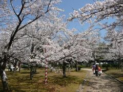 米子桜まつりの写真1