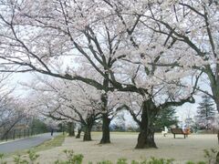 一の谷公園の桜の写真1