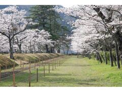 鷲原公園の桜の写真1