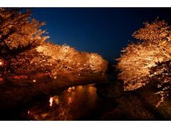 玉造温泉　桜まつりの写真1