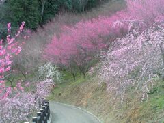 津山市神代梅の里公園　梅まつりの写真1