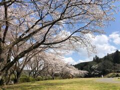 大正洞周辺の桜の写真1
