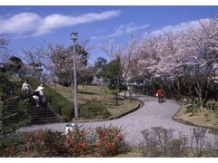 眉山公園の桜の写真1