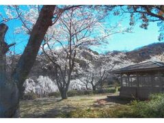西部公園の桜の写真1
