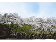 香川県立桃陵公園の桜の写真1