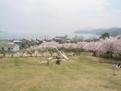 道の駅小豆島オリーブ公園の桜の写真1