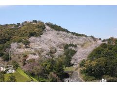 南レク大森山桜まつりの写真1