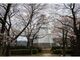 境台場公園の桜の写真2