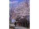 眉山公園の桜の写真3