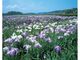 あわら北潟湖畔花菖蒲園　ハナショウブの開花の写真2