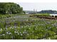 あわら北潟湖畔花菖蒲園　ハナショウブの開花の写真1