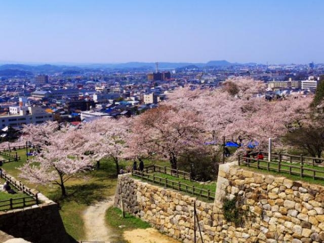 鳥取城跡　桜のライトアップ