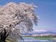 白石川堤　一目千本桜の開花の写真1