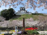 ヤッコさんの掛川城の投稿写真1