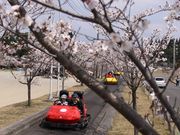 とびうおちゃんさんの丸岡の桜への投稿写真1