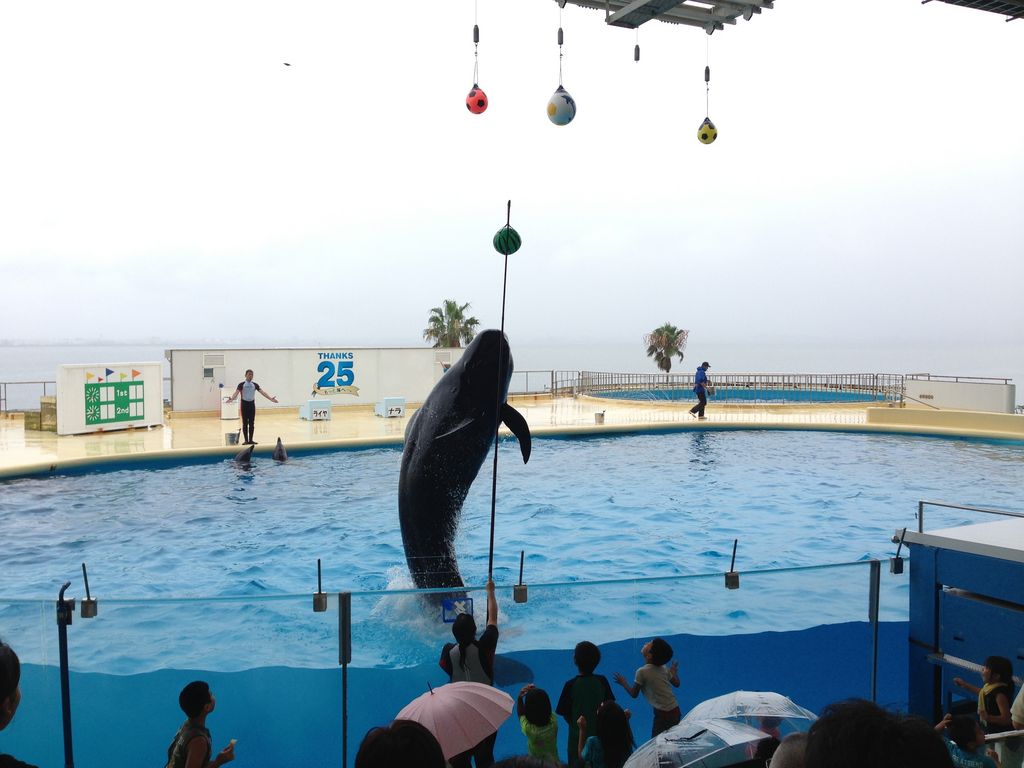 イルカのショーにクジラも マリンワールド海の中道の口コミ じゃらんnet イルカのショーにクジラも マリンワールド海の中道の口コミ じゃらんnet