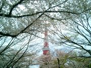 usaさんの芝公園及び増上寺境内の桜への投稿写真1