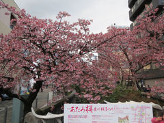 ばびさんのあたみ桜への投稿写真1