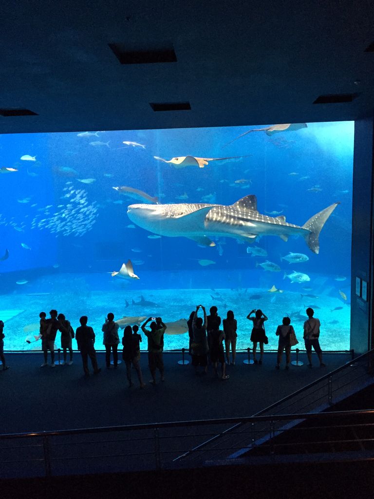 ジンベイザメの大きさに驚き 沖縄美ら海水族館の口コミ じゃらんnet