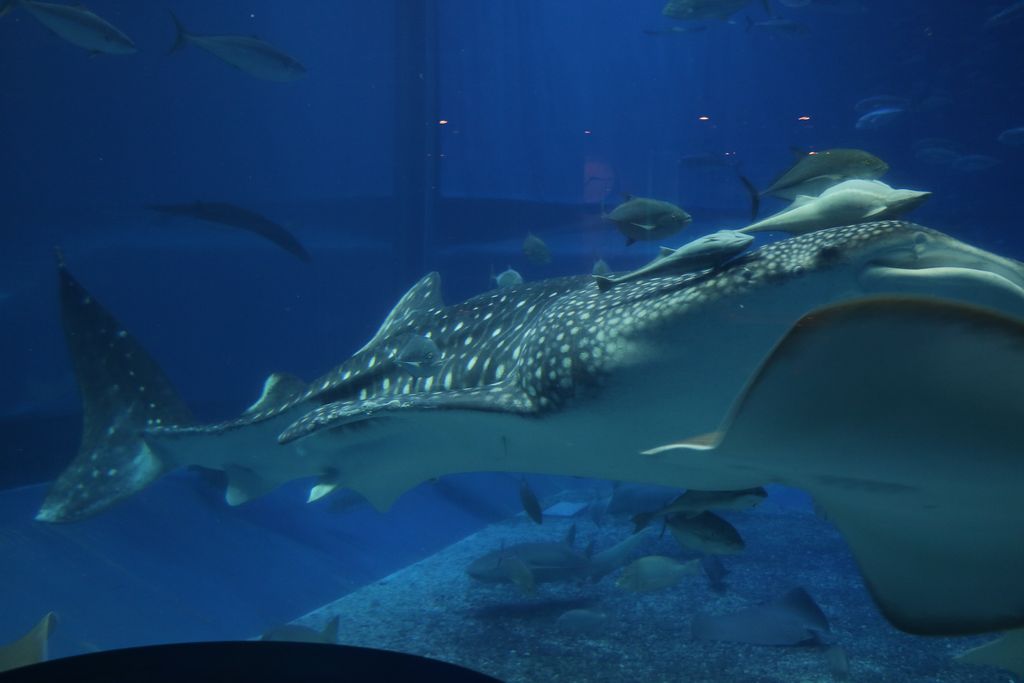 沖縄美ら海水族館周辺のご当地グルメランキング - じゃらんnet