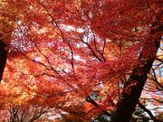 どれみさんの名勝名古屋城二之丸庭園への投稿写真1