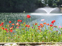 花フェスタ記念公園 アクセス 営業時間 料金情報 じゃらんnet