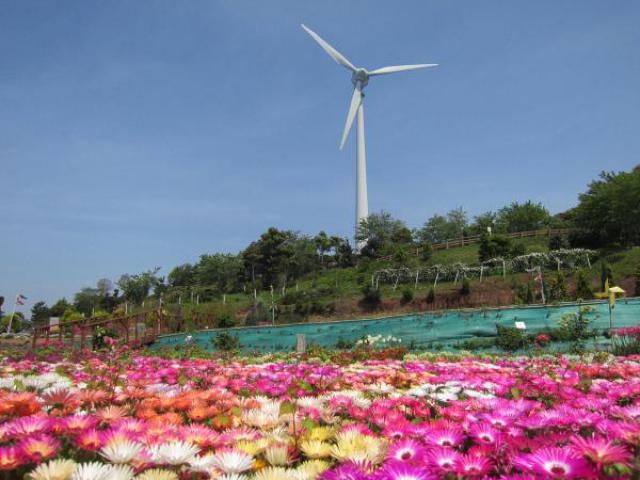 最新長 島町 花 フェスタ すべての美しい花の画像