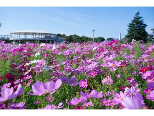 なばなの里 秋の花まつり アクセス イベント情報 じゃらんnet