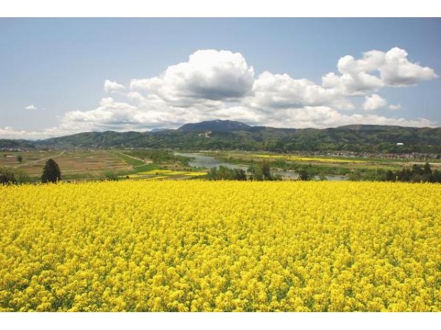 飯山市菜の花公園の菜の花 アクセス イベント情報 じゃらんnet