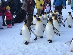 ペンギンの散歩の写真1
