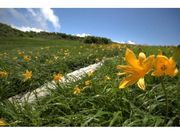 弥陀ヶ原湿原　高山植物の開花の写真1