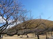 さくらの里　十月桜の写真1
