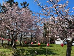 古丹別緑ケ丘公園の桜の写真1