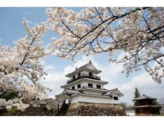 白石城桜まつりの写真1