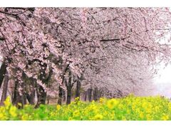 大潟村桜と菜の花まつりの写真1