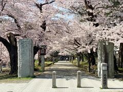 弥彦公園の桜の写真1