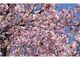 古丹別緑ケ丘公園の桜の写真2