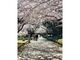 弥彦公園の桜の写真3