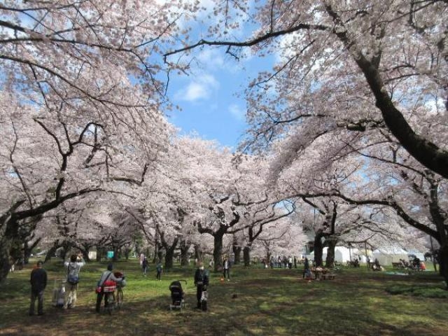 小金井公園 冬の催し 第18回小金井公園うめまつり 四季の花まつり 冬 アクセス イベント情報 じゃらんnet