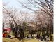 四万十川花紀行　為松公園の桜の写真2
