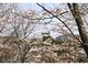 四万十川花紀行　為松公園の桜の写真1
