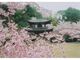 勧修寺の桜の写真1